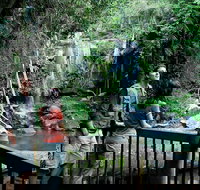 Curtis Falls track Tamborine National Park - Accommodation Mount Tamborine