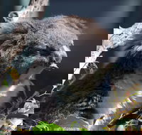 Gorge Wildlife Park - Accommodation Mount Tamborine