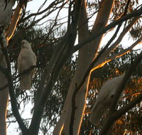 Hazelbrook