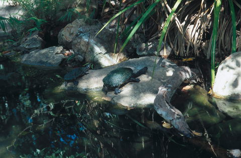 Howard Springs Nature Park - Accommodation Mount Tamborine 0