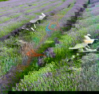 Lavandula Swiss Italian Farm - Accommodation Mount Tamborine