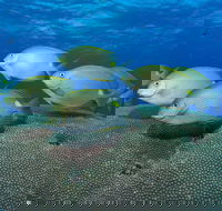 Lodestone Reef - Accommodation Mount Tamborine