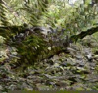 Mitchell River Walking Track - Accommodation Mount Tamborine