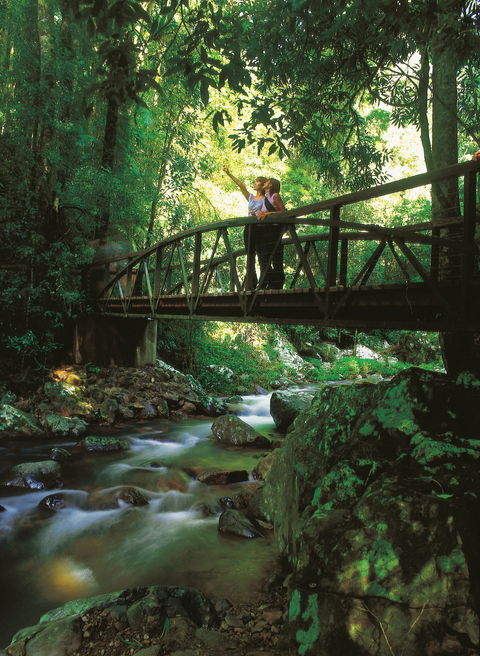 Natural Bridge Circuit, Springbrook National Park - Accommodation Mount Tamborine 1
