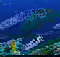 Osprey Reef - Accommodation Mount Tamborine