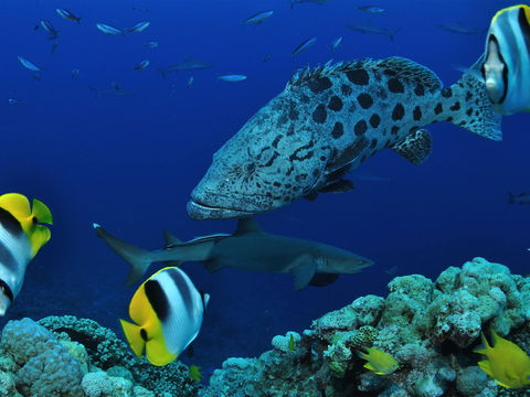 Osprey Reef - Accommodation Mount Tamborine 0