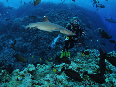 Osprey Reef - Accommodation Mount Tamborine 1