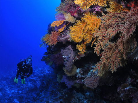 Osprey Reef - Accommodation Mount Tamborine 2