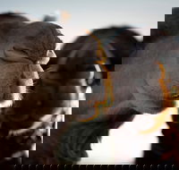 Outback Camel Festival Trail - Accommodation Mount Tamborine