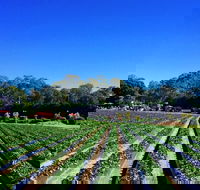 Palmview - Accommodation Mount Tamborine