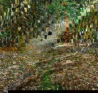 Sand track walk north - Accommodation Mount Tamborine