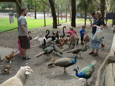 The Big Rocking Horse And The Toy Factory - Accommodation Mount Tamborine 2