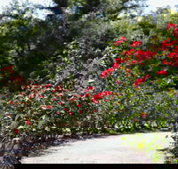 Benalla Botanical Gardens - Accommodation Mount Tamborine