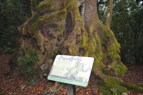 Best Of All Lookout Track, Springbrook National Park - Accommodation Mount Tamborine 2