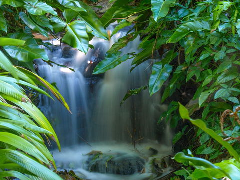 Brisbane Botanic Gardens Mount Coot-tha - Accommodation Mount Tamborine 1