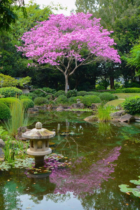 Brisbane Botanic Gardens Mount Coot-tha - Accommodation Mount Tamborine 2