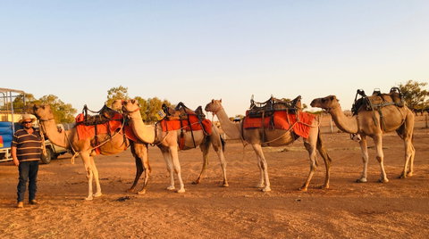 Broken Hill Camels - Accommodation Mount Tamborine 0