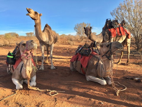 Broken Hill Camels - Accommodation Mount Tamborine 1