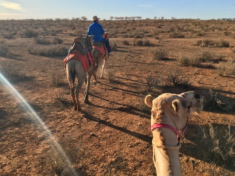 Broken Hill Camels - Accommodation Mount Tamborine 2