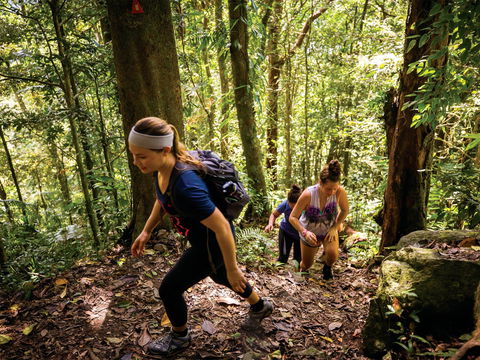 Devils Thumb (Manjal Jimalji) Trail - Accommodation Mount Tamborine 0