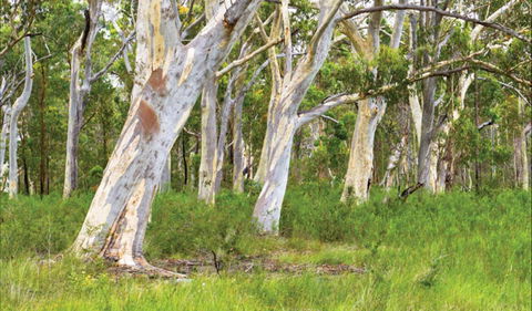 Freshwater Track - Accommodation Mount Tamborine 0