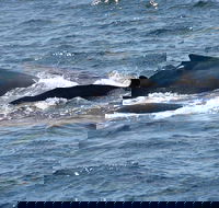 Gerringong Whale Watching Platform - Accommodation Mount Tamborine