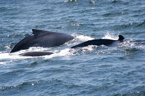 Gerringong Whale Watching Platform - Accommodation Mount Tamborine 0