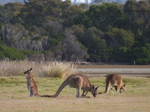Great Nature Trail - Accommodation Mount Tamborine 0