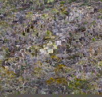 Horsnell Gully and Giles Conservation Parks - Accommodation Mount Tamborine