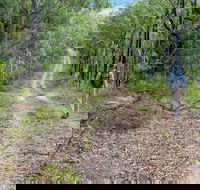 Kangaroo River Walking Track - Accommodation Mount Tamborine