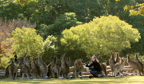 Lone Pine Koala Sanctuary - Accommodation Mount Tamborine 0