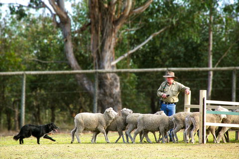 Lone Pine Koala Sanctuary - Accommodation Mount Tamborine 2