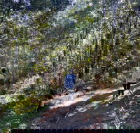 Lyrebird Circuit Walk - Accommodation Mount Tamborine