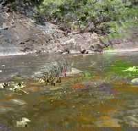 Mount Boss State Forest - Accommodation Mount Tamborine