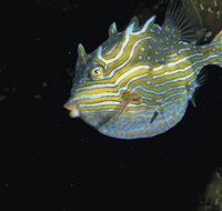 Mushroom Reef Marine Sanctuary - Accommodation Mount Tamborine