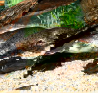 Platypus House - Accommodation Mount Tamborine