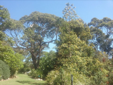 Shoalhaven Heads Native Botanic Garden - Accommodation Mount Tamborine 1
