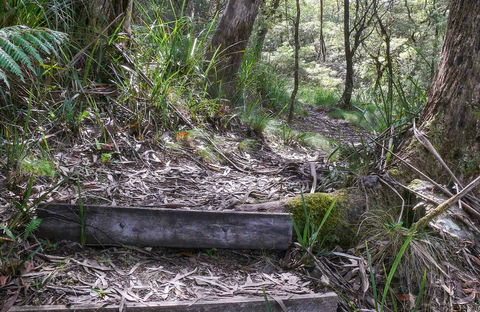 Tea Tree Falls Walking Track - Accommodation Mount Tamborine 0