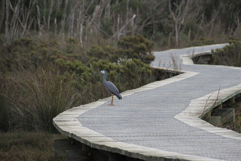 Warringine Park & Bittern Coastal Wetlands Boardwalk - Accommodation Mount Tamborine 1