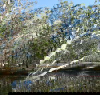 Wongi State Forest - Accommodation Mount Tamborine