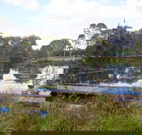 Baldwin Swamp Environmental Park - Accommodation Mount Tamborine