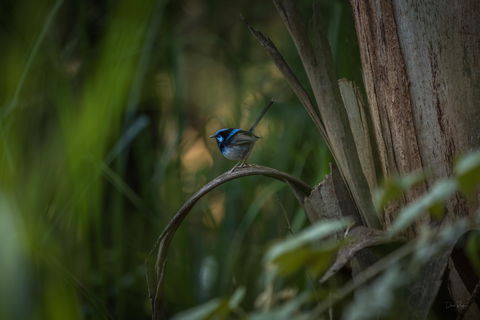 Bundian Way Story Trail - Accommodation Mount Tamborine 1