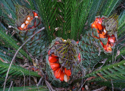 Chaelundi National Park - Accommodation Mount Tamborine 1