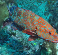 Cobia Hole Dive Site