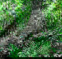 Djiru National Park - Accommodation Mount Tamborine