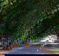 Fig Tree Avenue - Accommodation Mount Tamborine