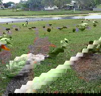 Gooseponds North Mackay - Accommodation Mount Tamborine