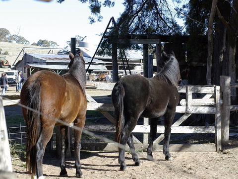 Harlow Park Horse Riding - Accommodation Mount Tamborine 1