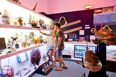 Marine Discovery Centre Hastings Point - Accommodation Mount Tamborine 1