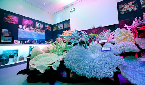 Marine Discovery Centre Hastings Point - Accommodation Mount Tamborine 2